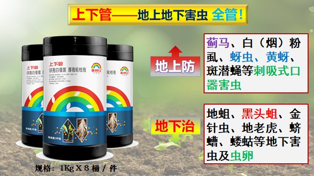 蔬菜害虫最佳防治方法,如何自制杀虫剂防治蔬菜害虫