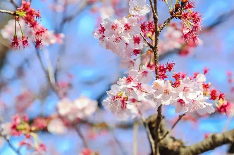 最适合赏花的花,视觉盛宴五种赏花名花供您选择