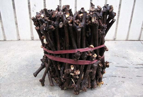 葡萄扦插育苗方法视频,葡萄扦插育苗催根方法