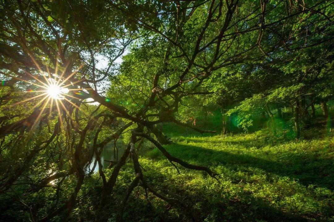 一个小城的夏天,夏天的城市处处都很治愈