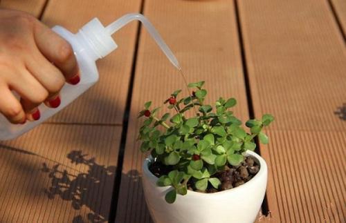 多肉蔫了是淹了还是缺水了,多肉枯萎是水太多还是缺水