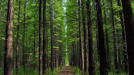 森氧之地,秋游必选!金湖万亩水上森林,真的别有趣味