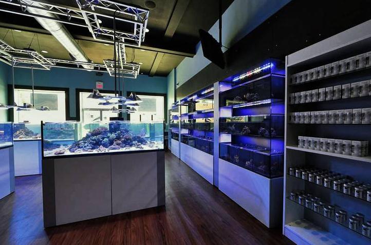 买观赏鱼需要注意什么,买小型观赏鱼要注意什么