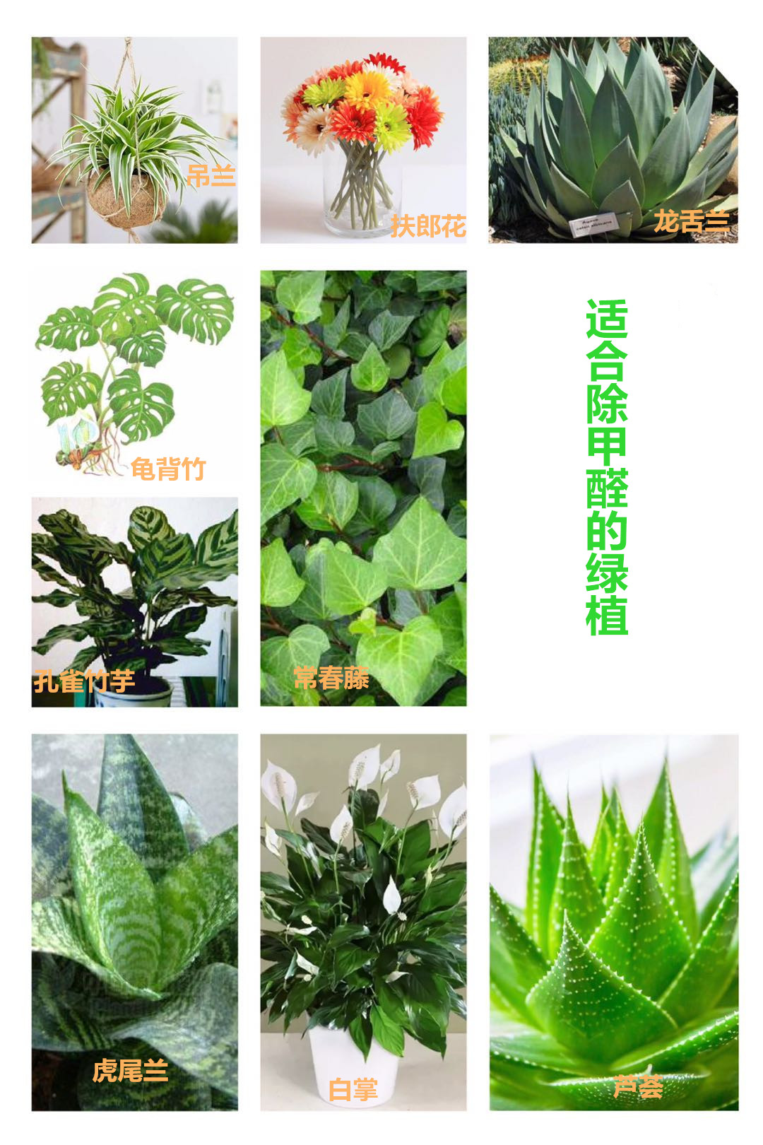 新房除甲醛最有效方法视频,新房除甲醛小妙招视频