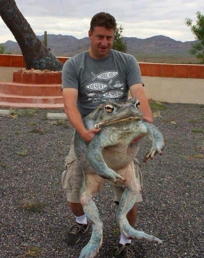 盘点那些神秘巨型生物,真实的10大巨型生物