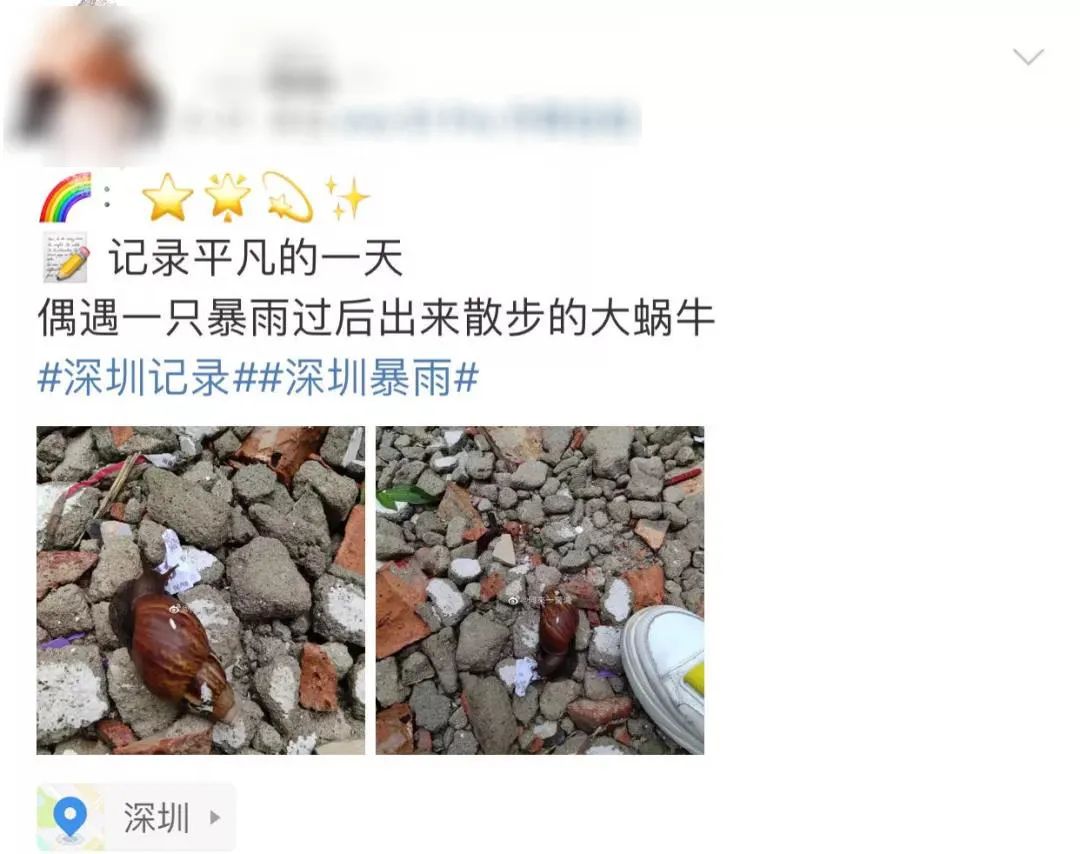 广州近期出现的变异蜗牛,深圳雨后巨型蜗牛