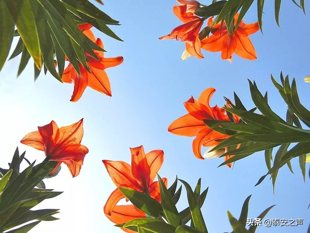 泰山百合和园简介,泰山百合和园