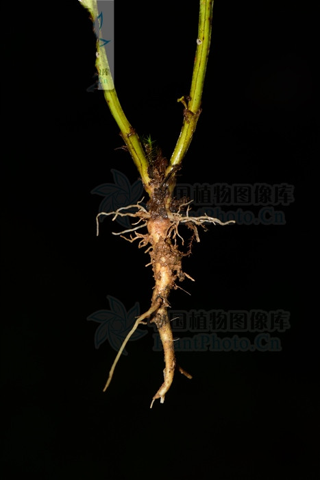 山飘儿草，见过吗？对耳鸣耳聋有一定疗效