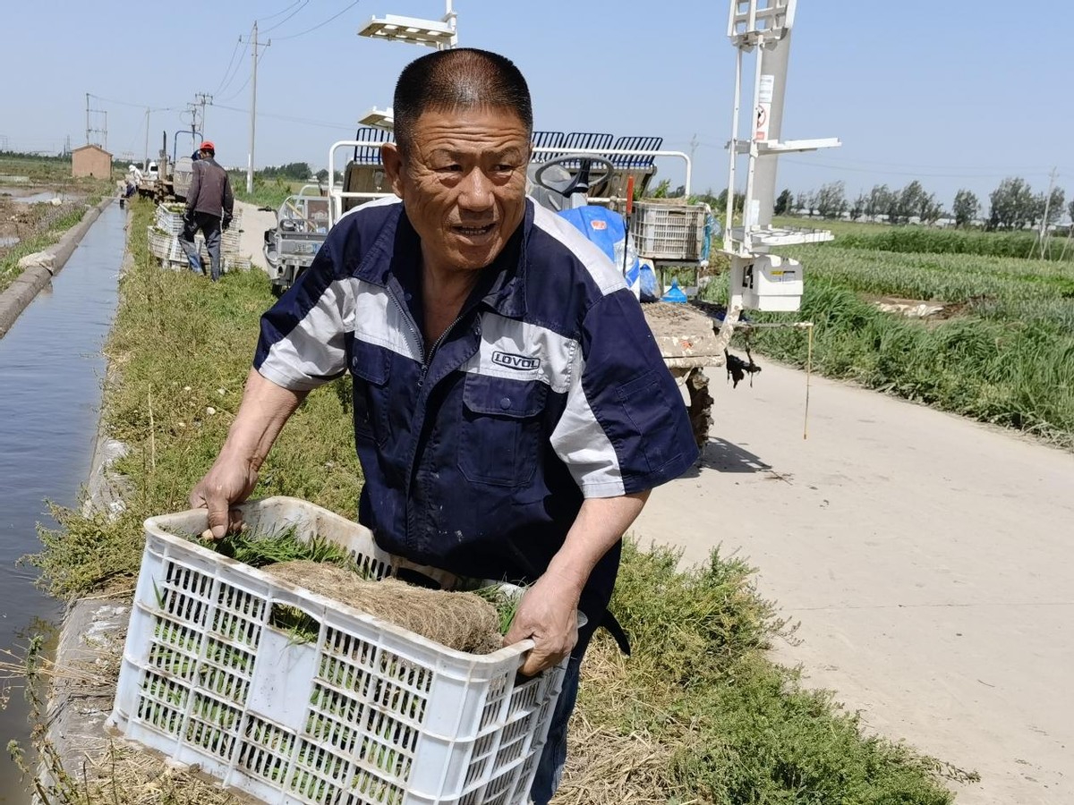 绘就乡村振兴壮美画卷,特色水稻种植绘就乡村振兴画卷