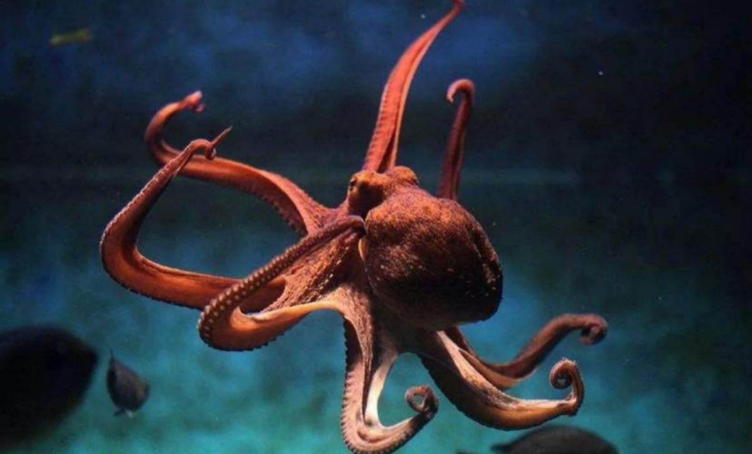 九黎壮汉也打不过的章鱼长啥样