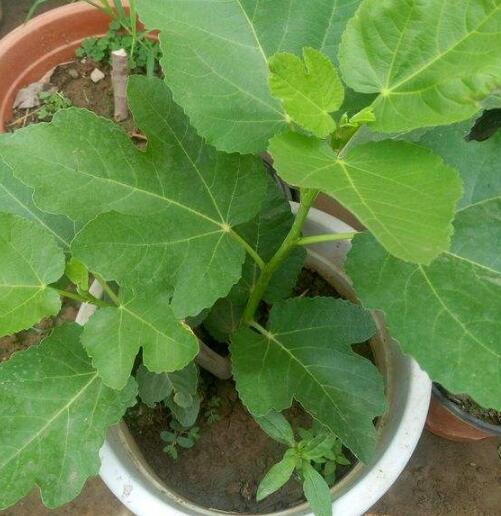 盆栽无花果结果后如何管理,盆栽无花果挂果后怎么养