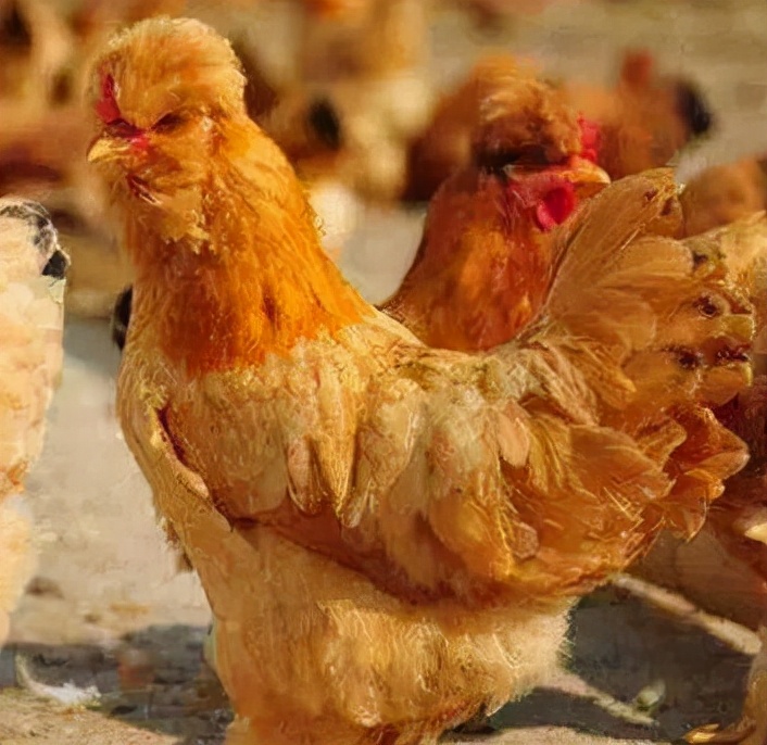 中国名鸡品种介绍,中国名鸡分布图