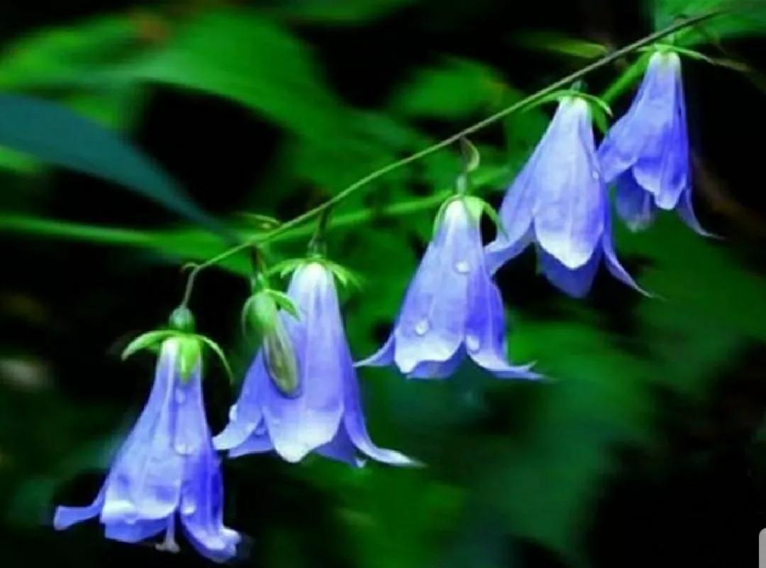 铃儿响叮当双音和弦五线谱,铃儿响叮当三级长笛