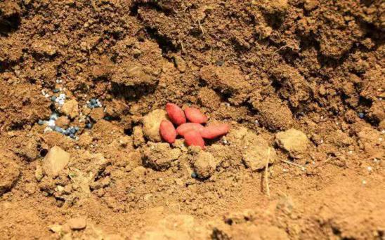 楼顶种花生种植方法,花生的种植方法和管理