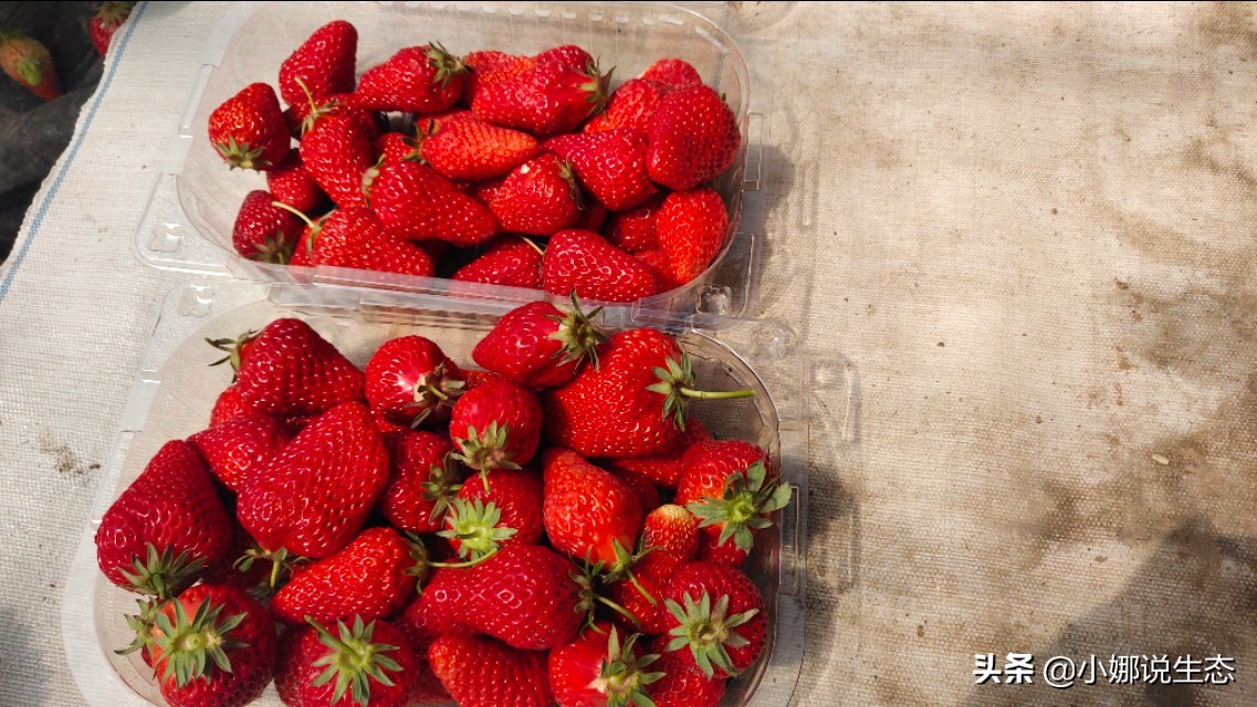 美如画的农场,美如画的生态园