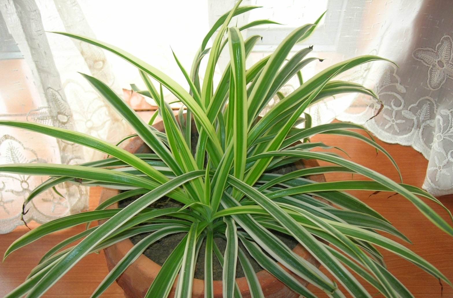 吊兰水培不剪断匍匐茎可以土培吗,吊兰干尖黄叶是什么原因