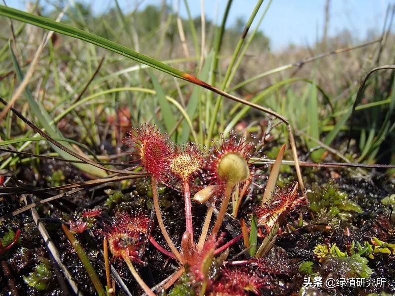 茅膏菜可以养几年,养茅膏菜最适合用什么土