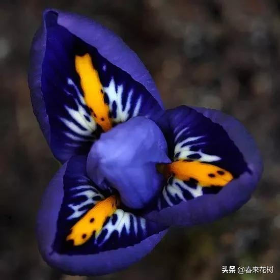 神奇的植物图片及介绍大全,十大最好的神奇植物