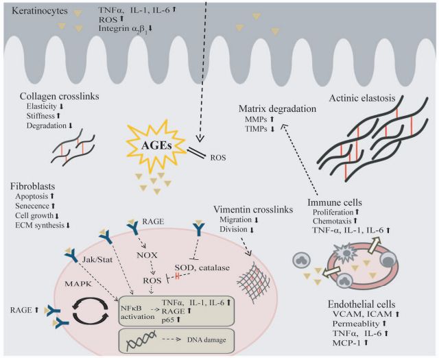 皮肤如何抗糖化最有效,皮肤需要用抗衰产品吗