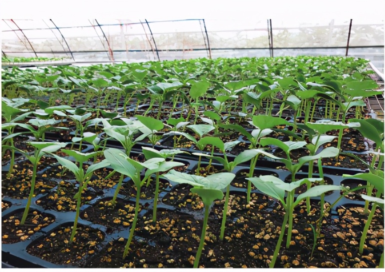 培育甜瓜苗用多大的育苗盘,甜瓜苗在穴盘里面多少天可以移栽