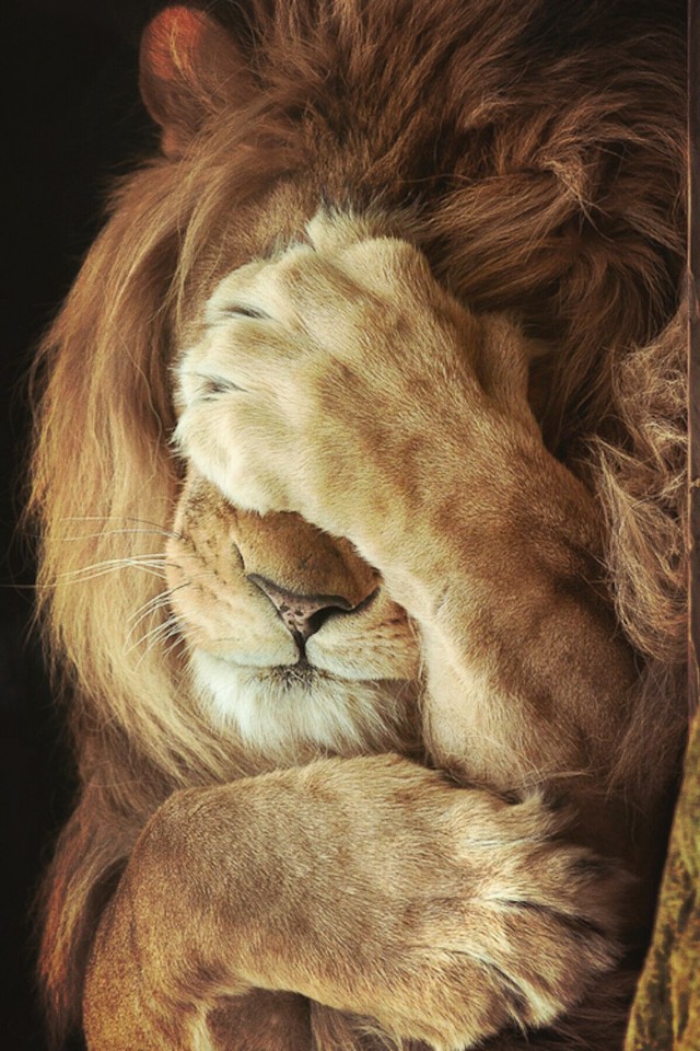 特别适合做头像的可爱头像,卡通头像可爱夏日