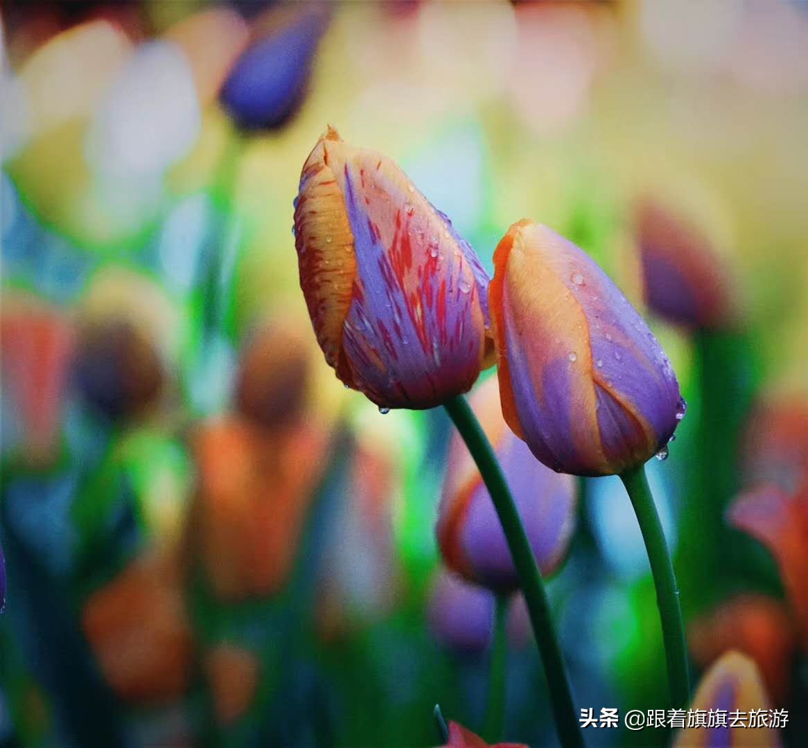 北京香山郁金香,帝都郁金香
