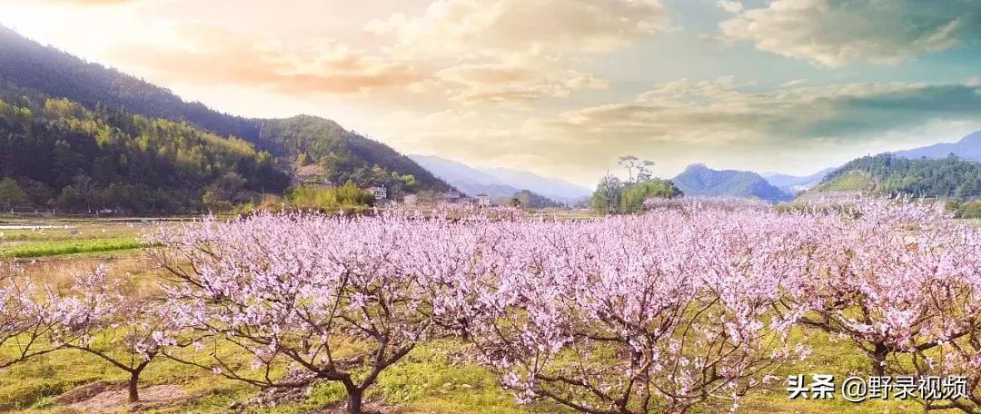 春天来了，这个四月请开启小情侣打卡模式，单身狗们千万不要点