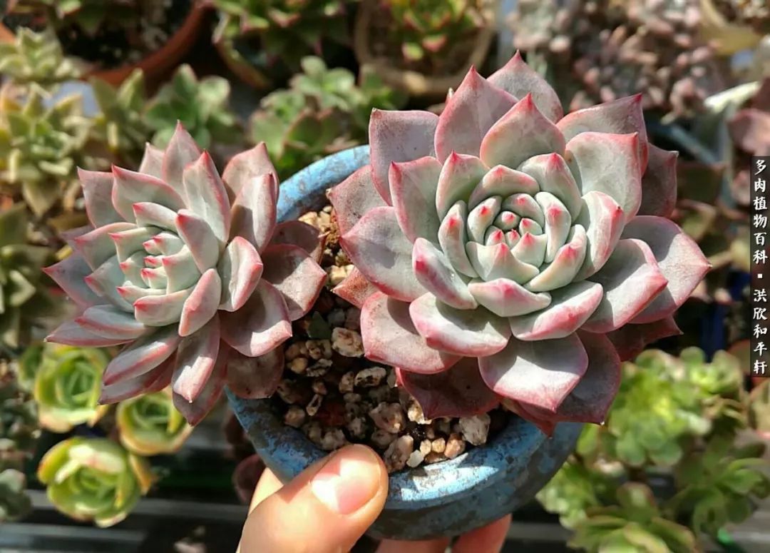 多肉的四季轮回,四季轮回多肉