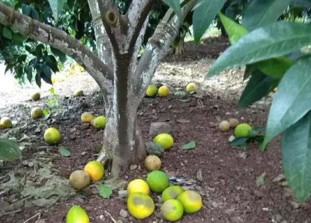 种脐橙果农,种橙子农民