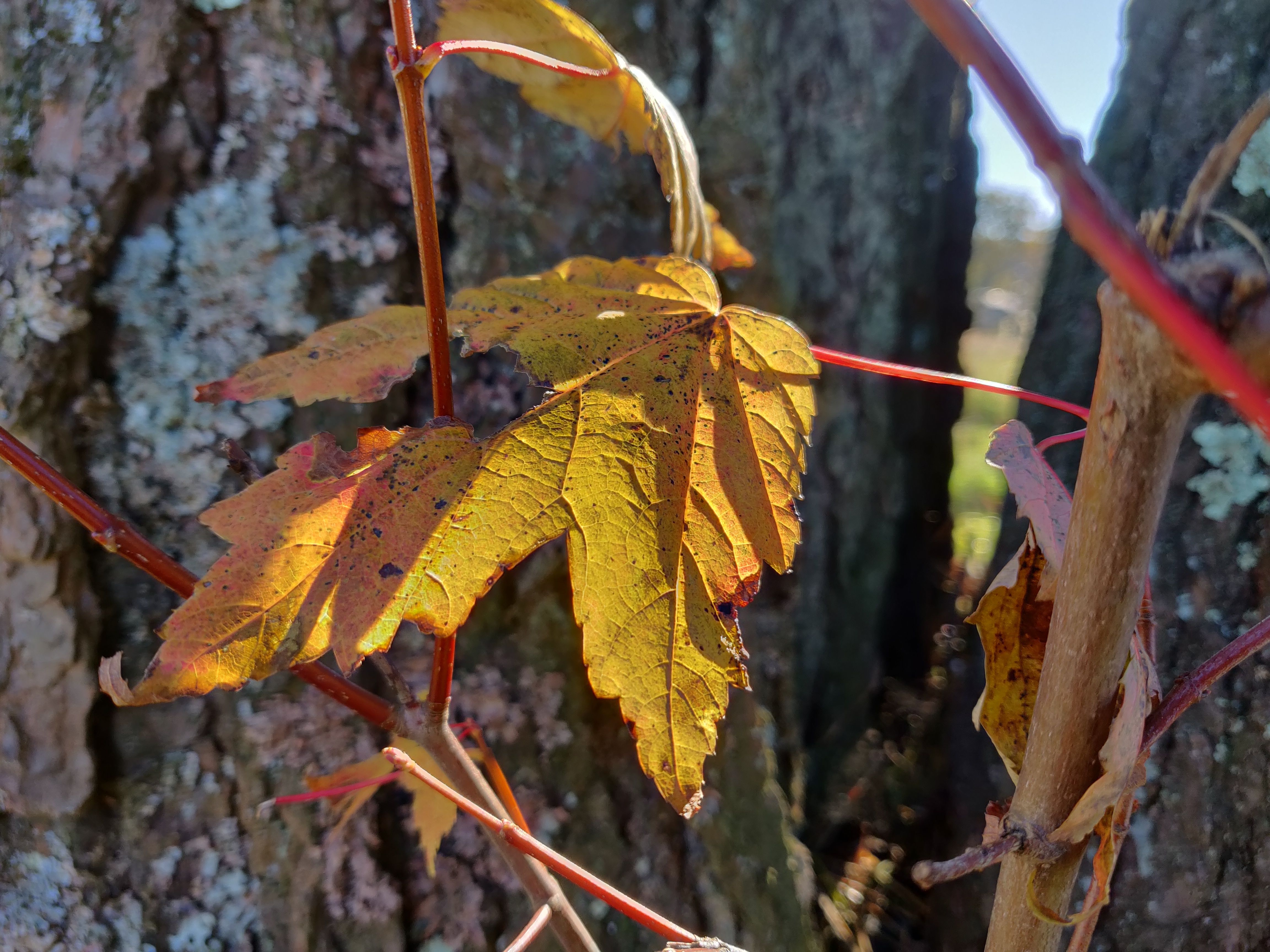 一加6t使用深度测评,一加6t屏幕指纹评测