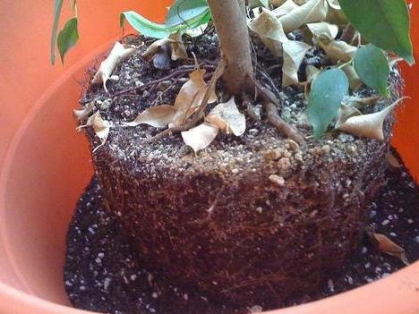 想要养好花就得配好土,想要养好每一束花