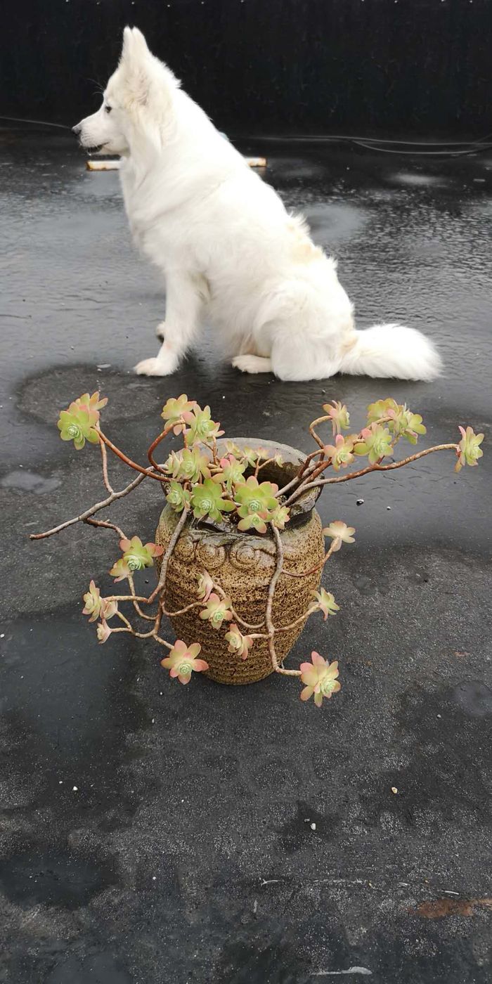 误打误撞的多肉情缘,带我走进多肉小世界!