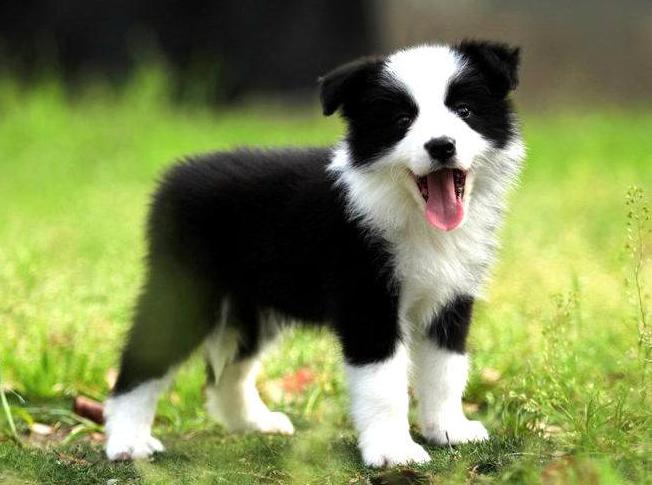 第一次养狗为什么不养大型犬,第一次养狗为什么不建议养边牧