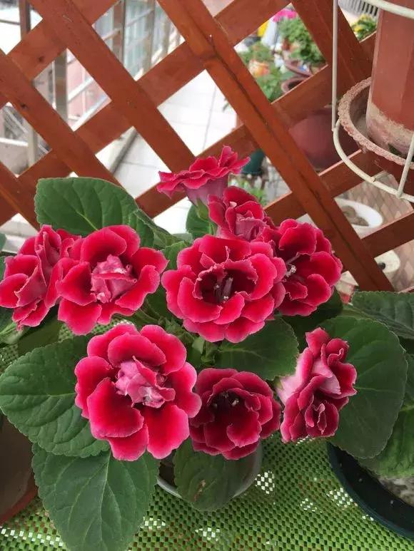 这6种花给点水就爆盆懒人必备,六种花千万别养