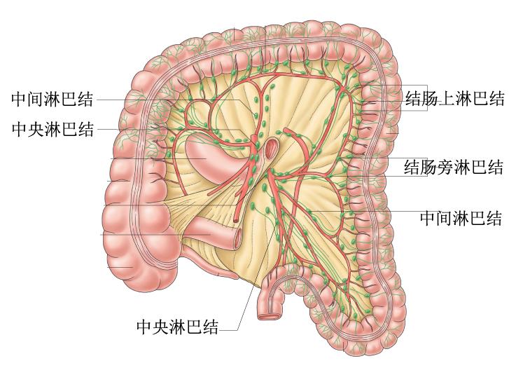 大肠是什么样的,大肠是什么梗