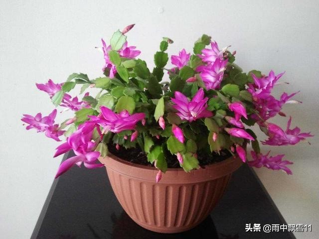 蟹爪兰假昙花仙人指有啥区别,仙人指假昙花蟹爪兰区别