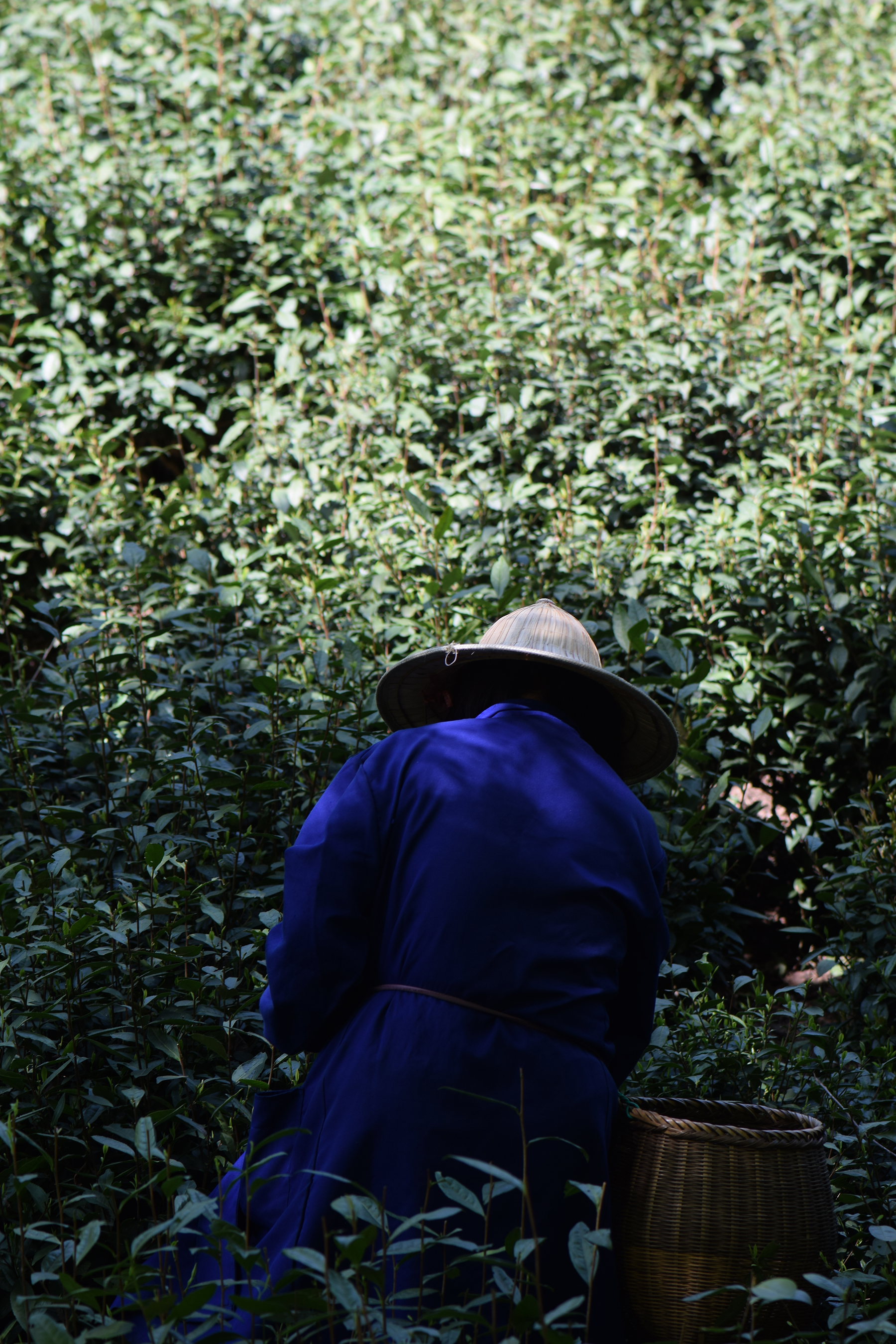 从业十年我所经历的火爆和低迷,茶行业真实揭露