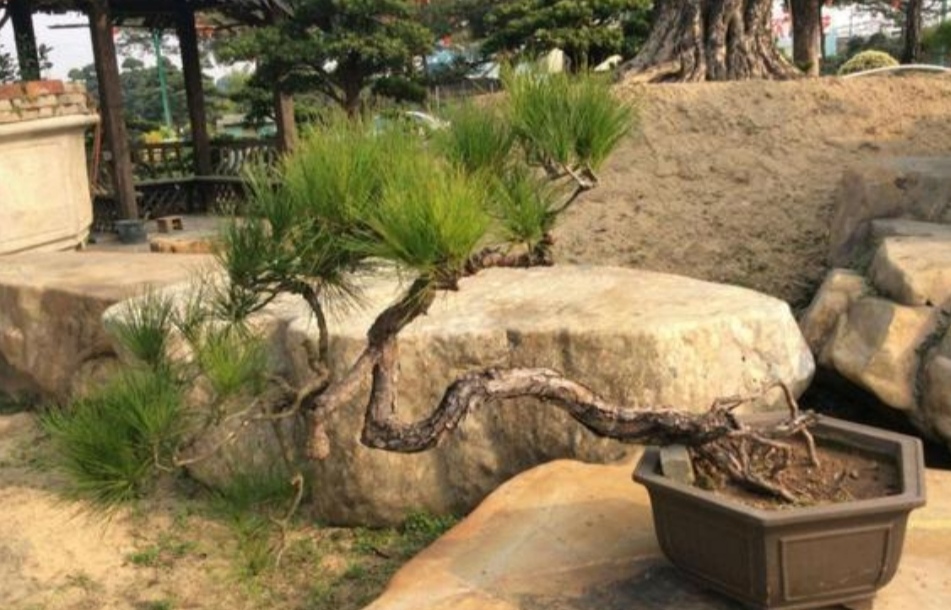 附石盆景哪种树最适合,一般盆景种树都用什么植料