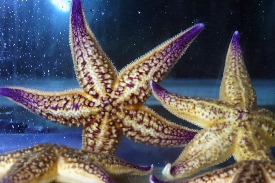 青岛海星泛滥成灾海星能吃吗,青岛入侵海星已供不应求