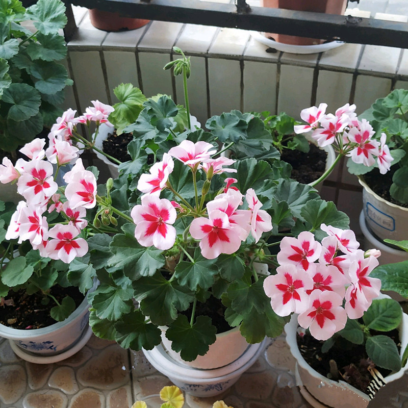 天竺葵怎么养才开花长久,天竺葵怎样养护开花不断