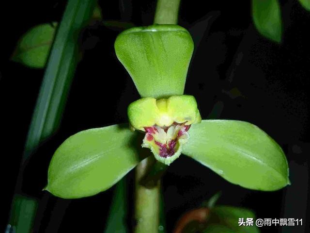 北方养殖墨兰心得,北方养兰植料的优缺点