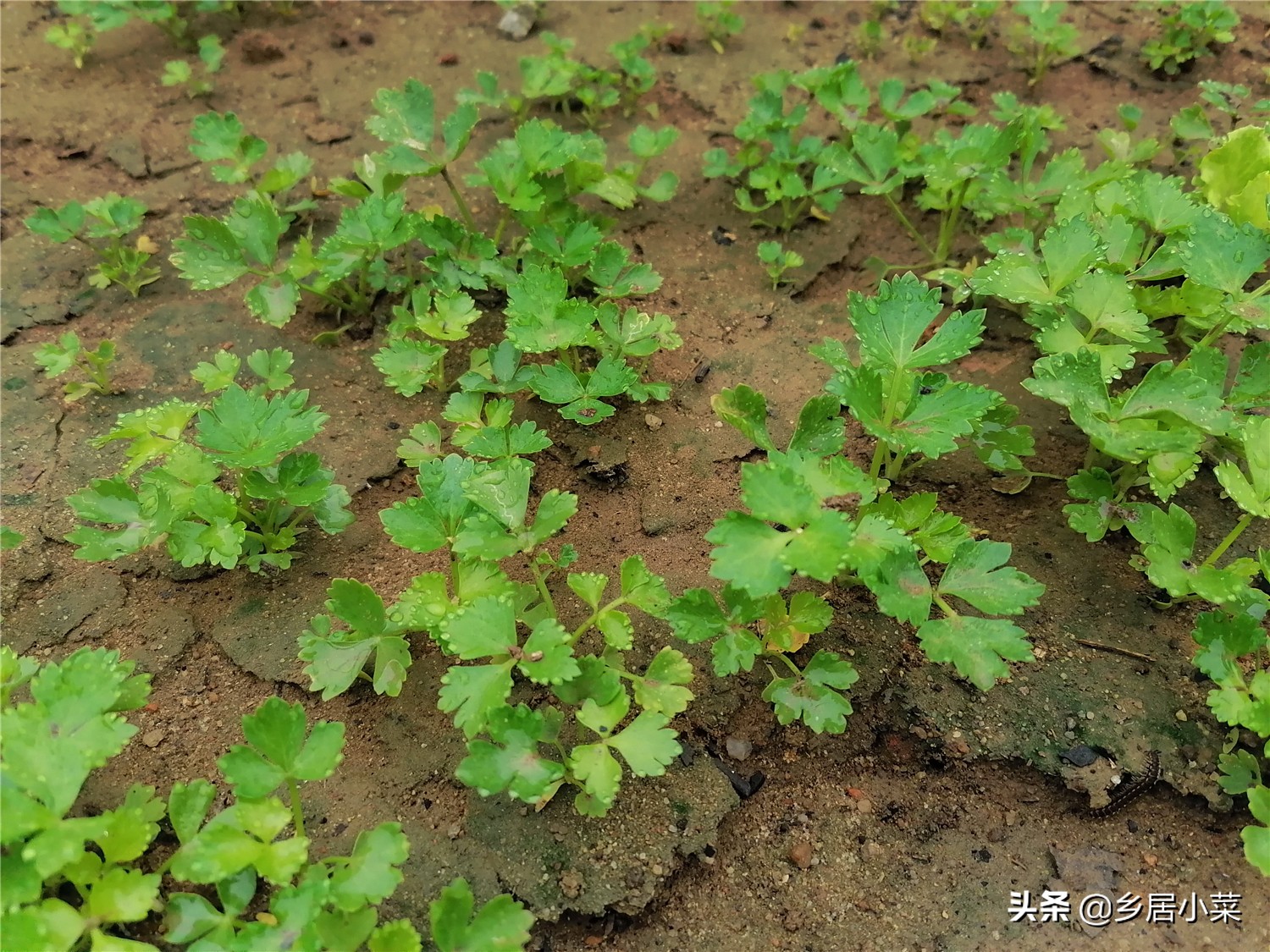 种蔬菜治虫的小妙招,种蔬菜打虫用什么药水