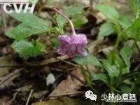 中药药材大全及功效,补肾中药大全及功效