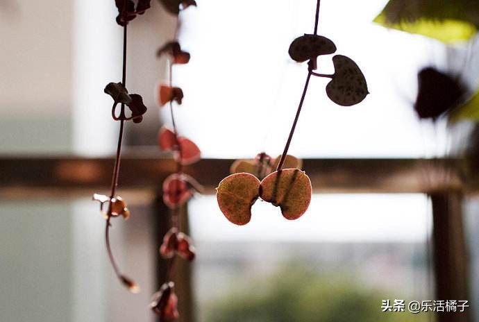 爱之蔓用什么盆养好看,爱心叶片绿植养护