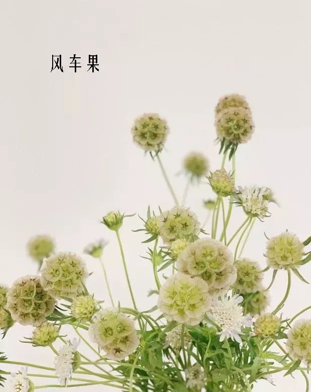 花店里同款的两种不同价格的花材,花店最容易被顾客误解的几种花材