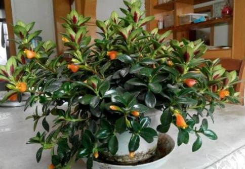 容易养的室内盆栽花教程,盆栽室内懒人花好养招财净化空气