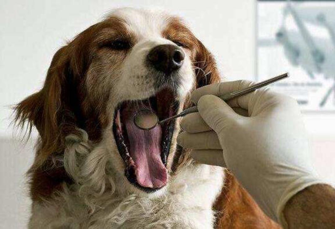 有良心的宠物医生,什么都能治的宠物医生