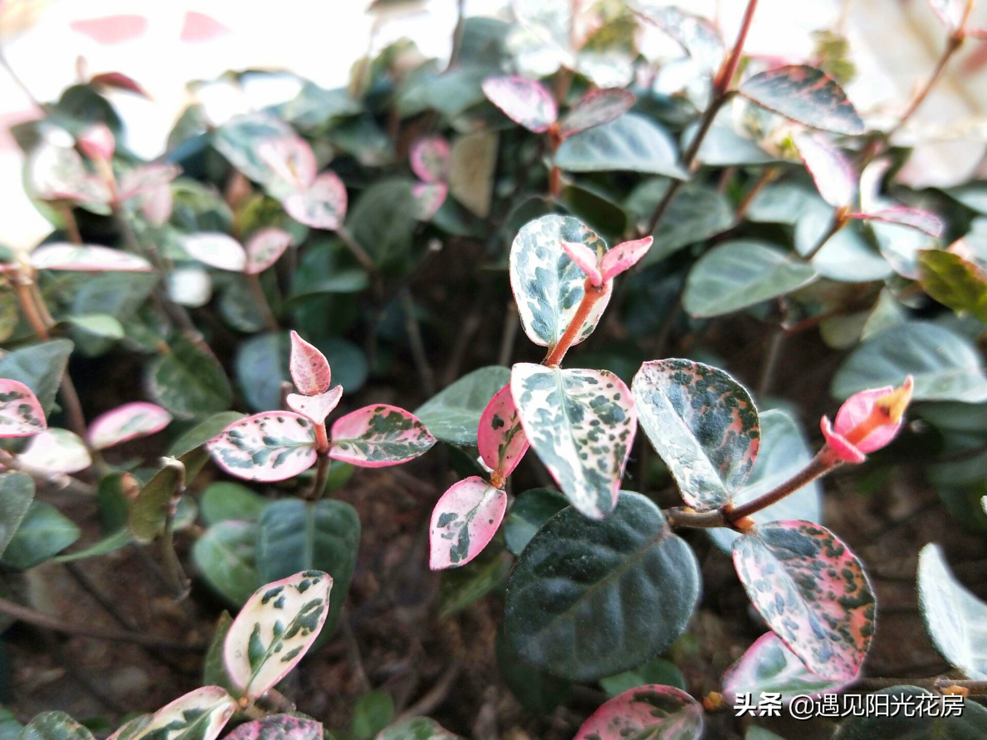 “变色植物”花叶络石,养护成彩叶,2方面要做好!