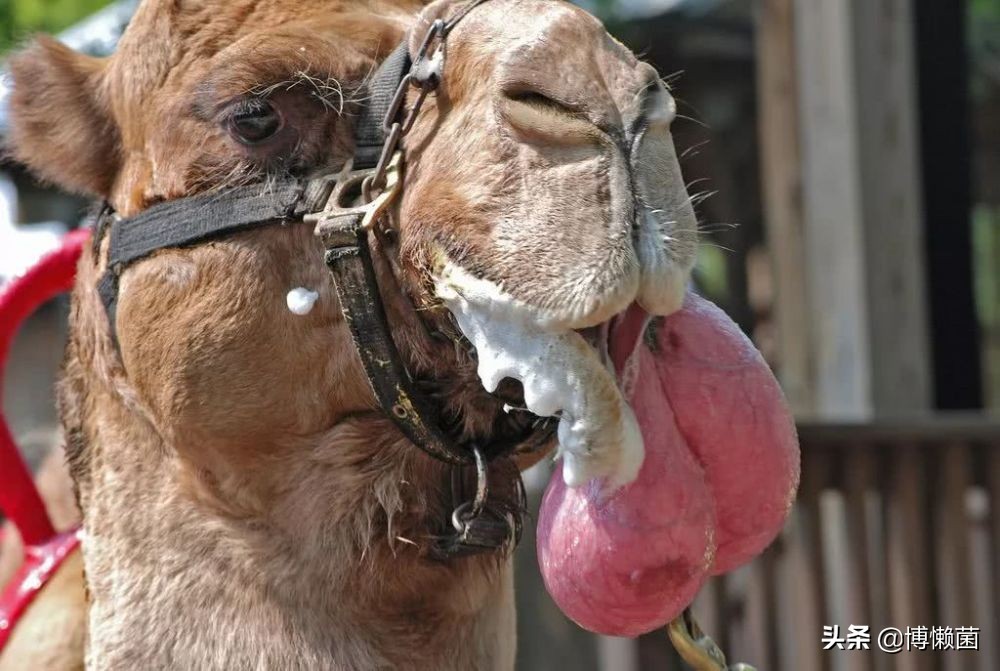 最恶心的撩妹方式：骆驼吐肉球，肉球越大越丑，越容易获得交配权