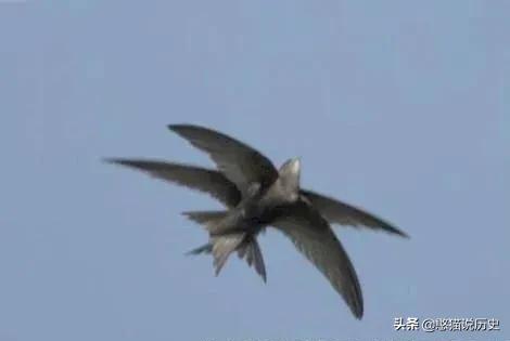 无脚鸟古人,无脚鸟世界上有什么鸟